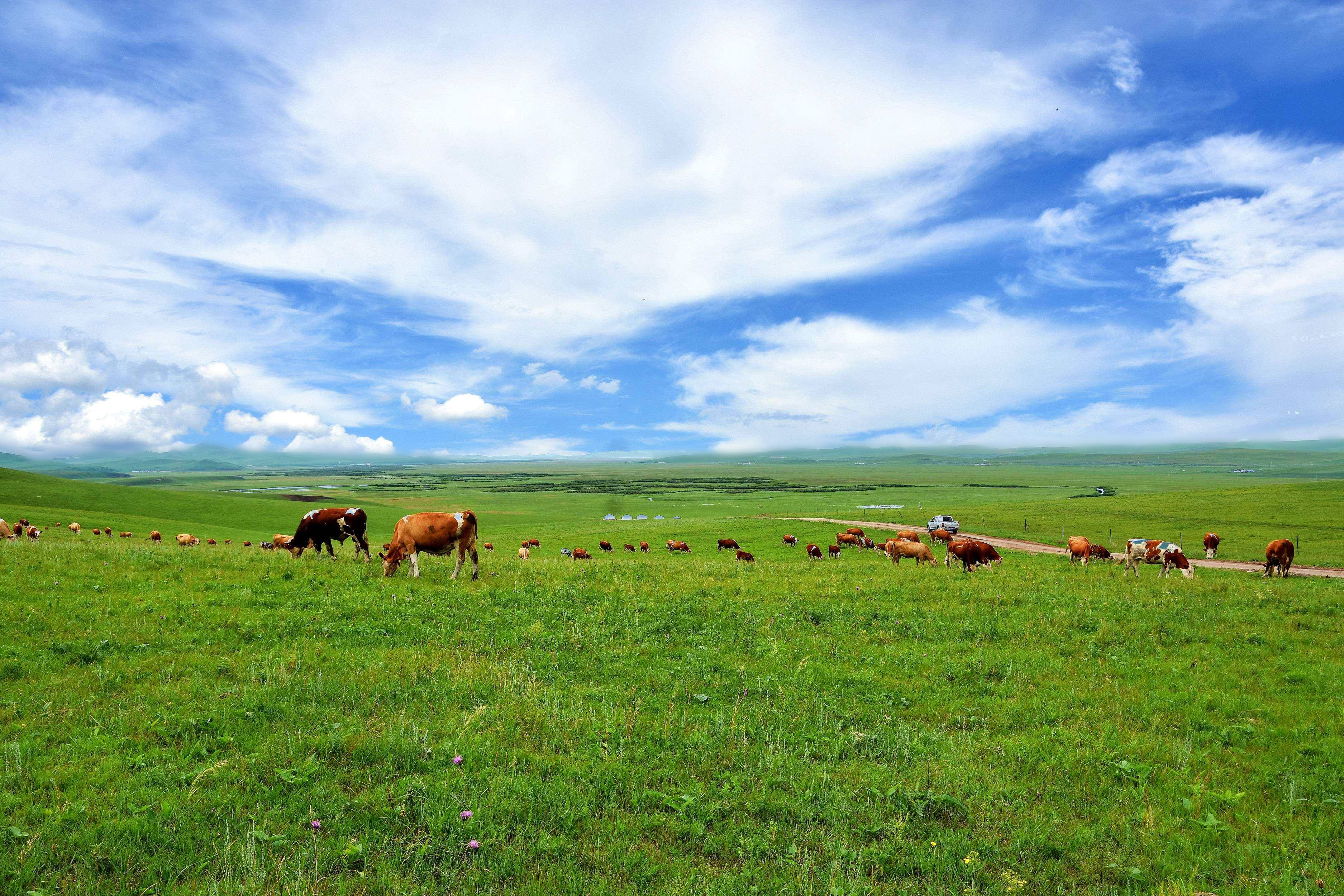 锡林郭勒大草原:大自然的绿色画卷与文化瑰宝